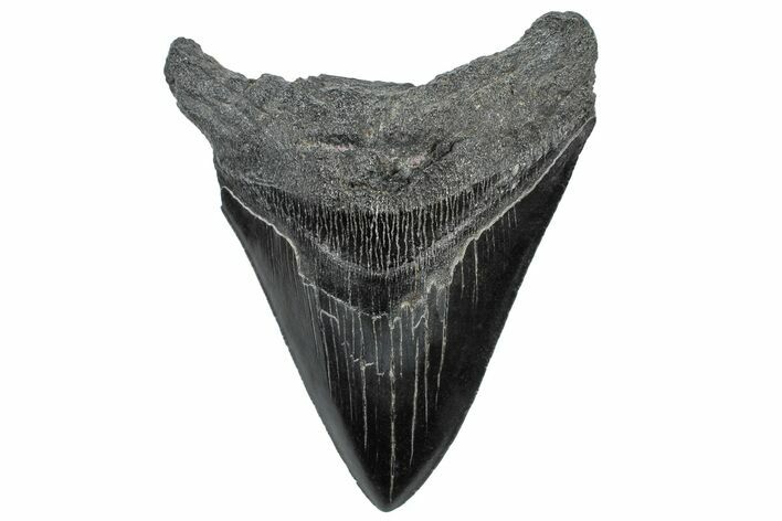 Serrated, Fossil Megalodon Tooth - South Carolina #306290